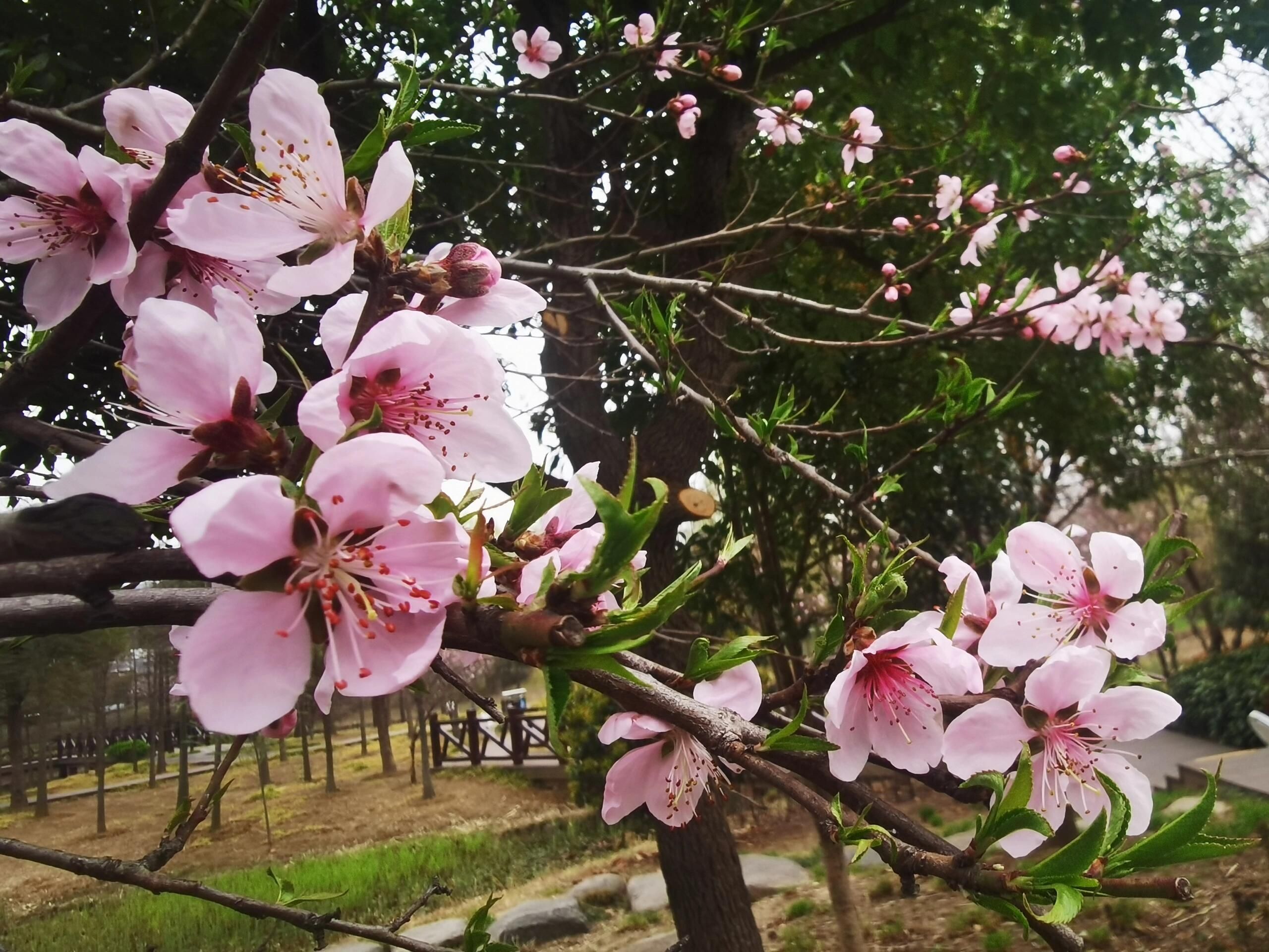 琴川城市公园旅行图片 2