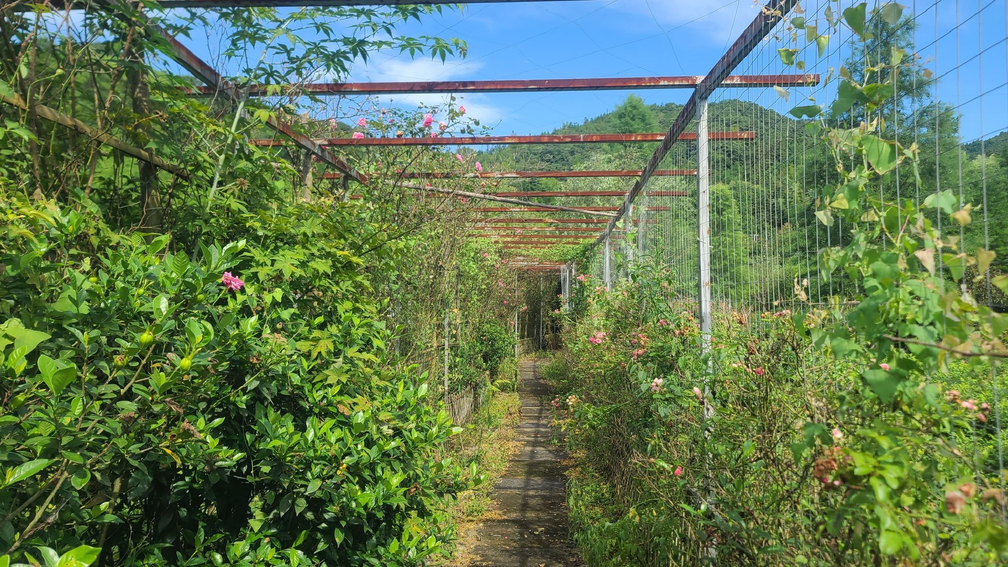 浙江省黄岩药用植物园旅行图片 1