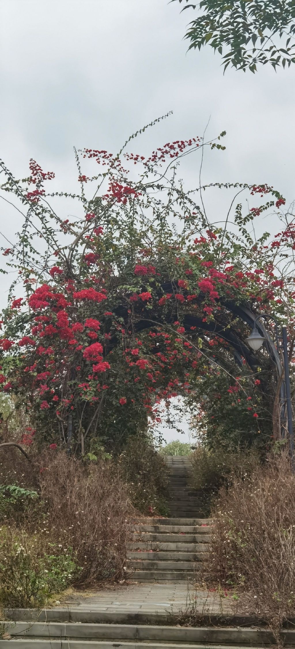 北部生态新区湿地公园旅行图片 3