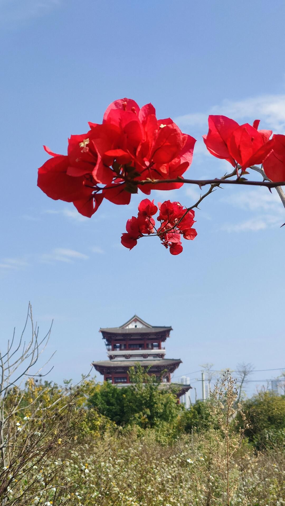 北部生态新区湿地公园旅行图片 1