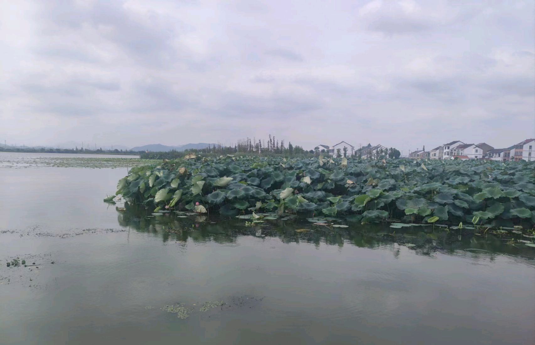 浙江绍兴鉴湖国家湿地公园旅行图片 1