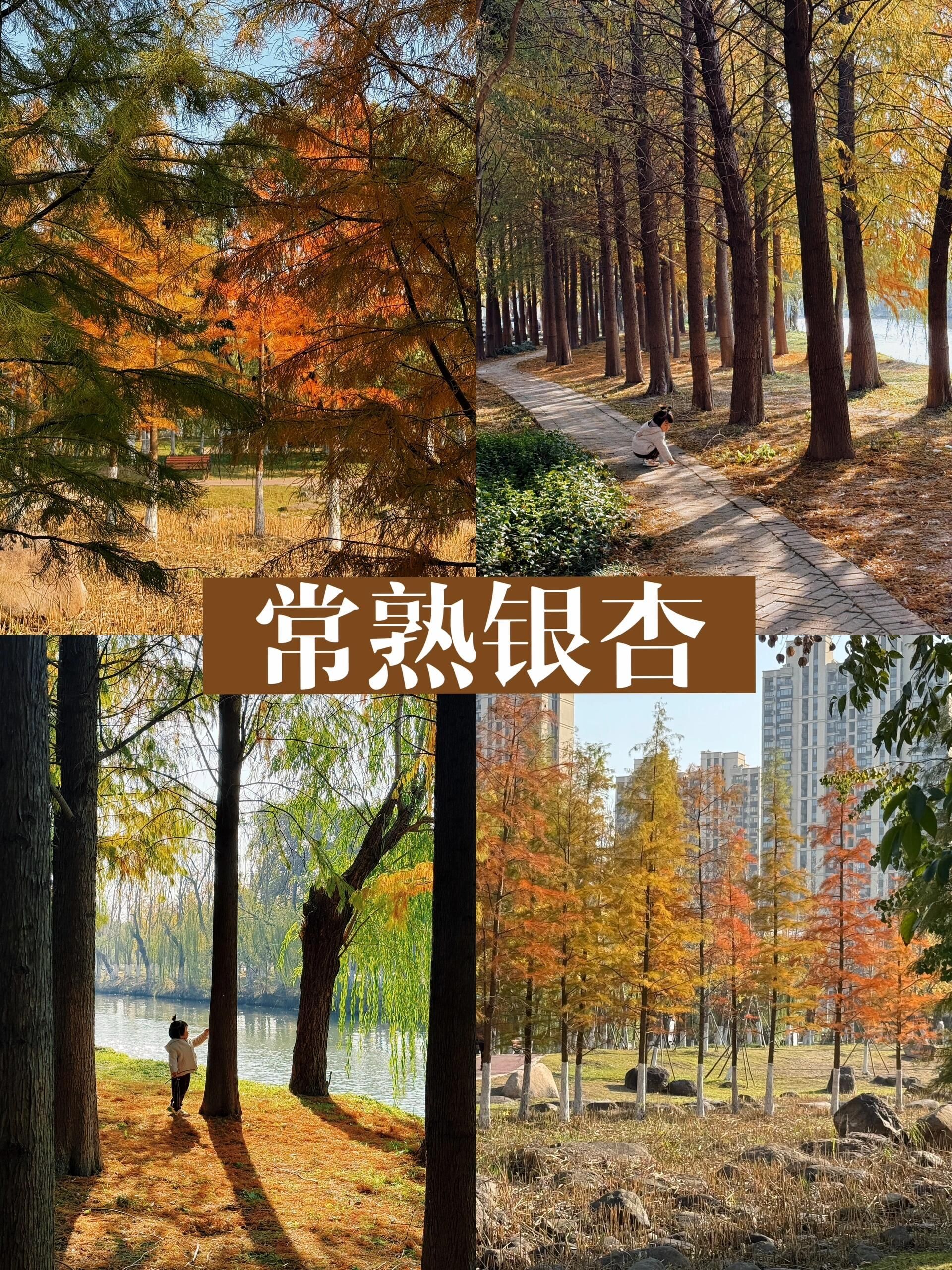 肖泾游园旅行图片 1