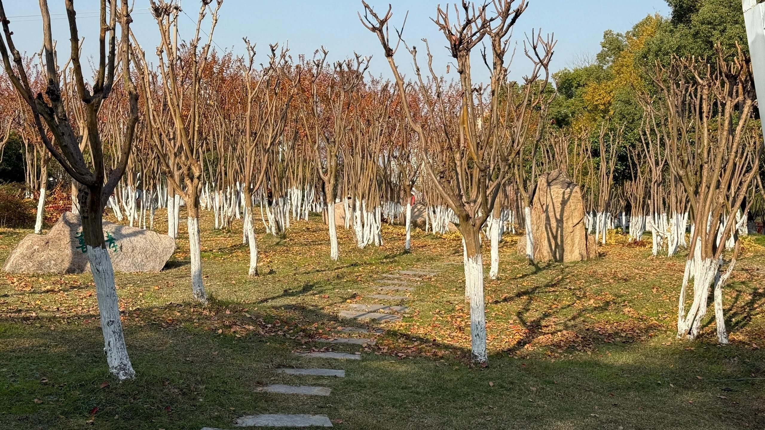 肖泾游园旅行图片 2