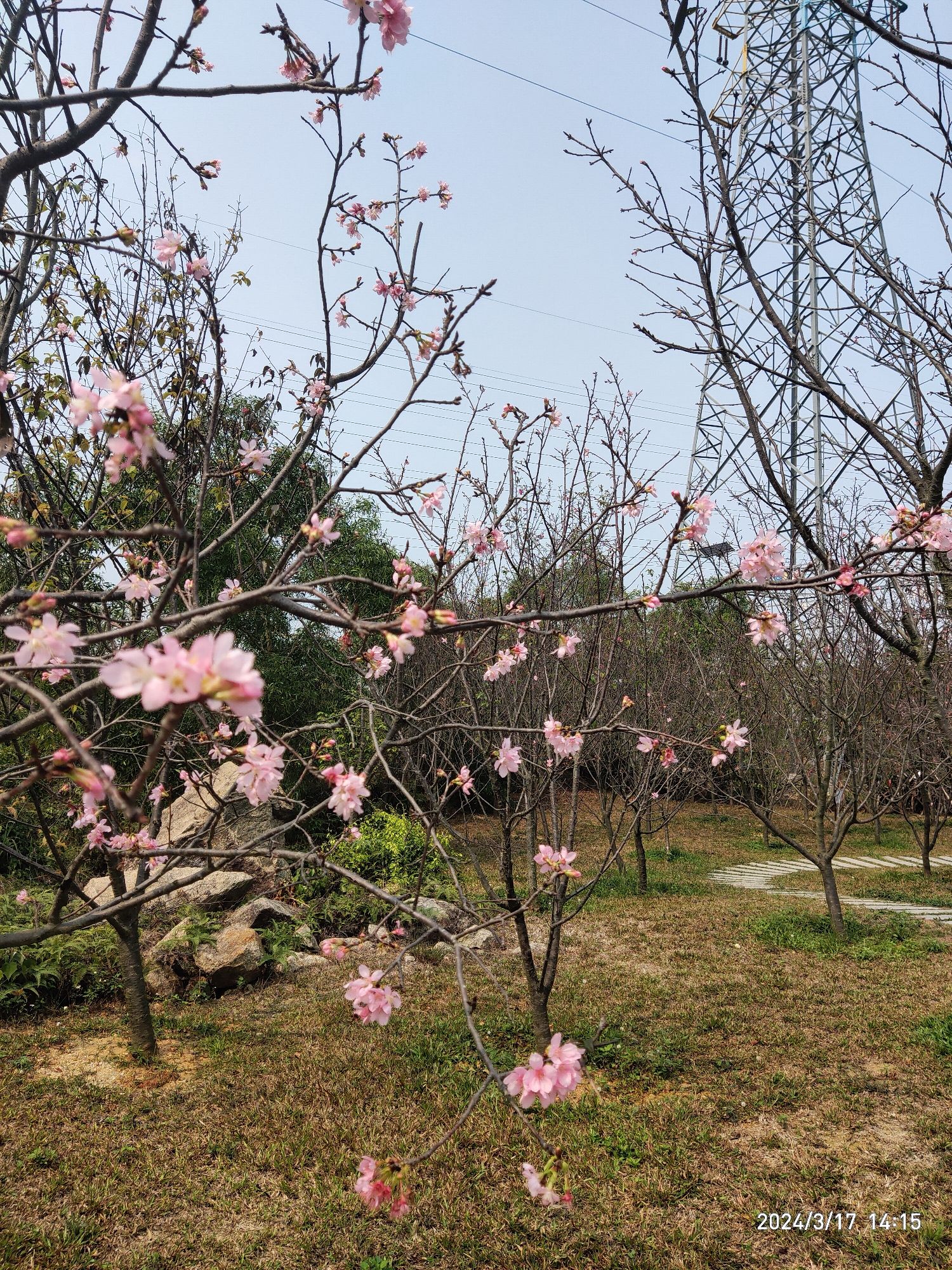 观音山郊野公园旅行图片 3