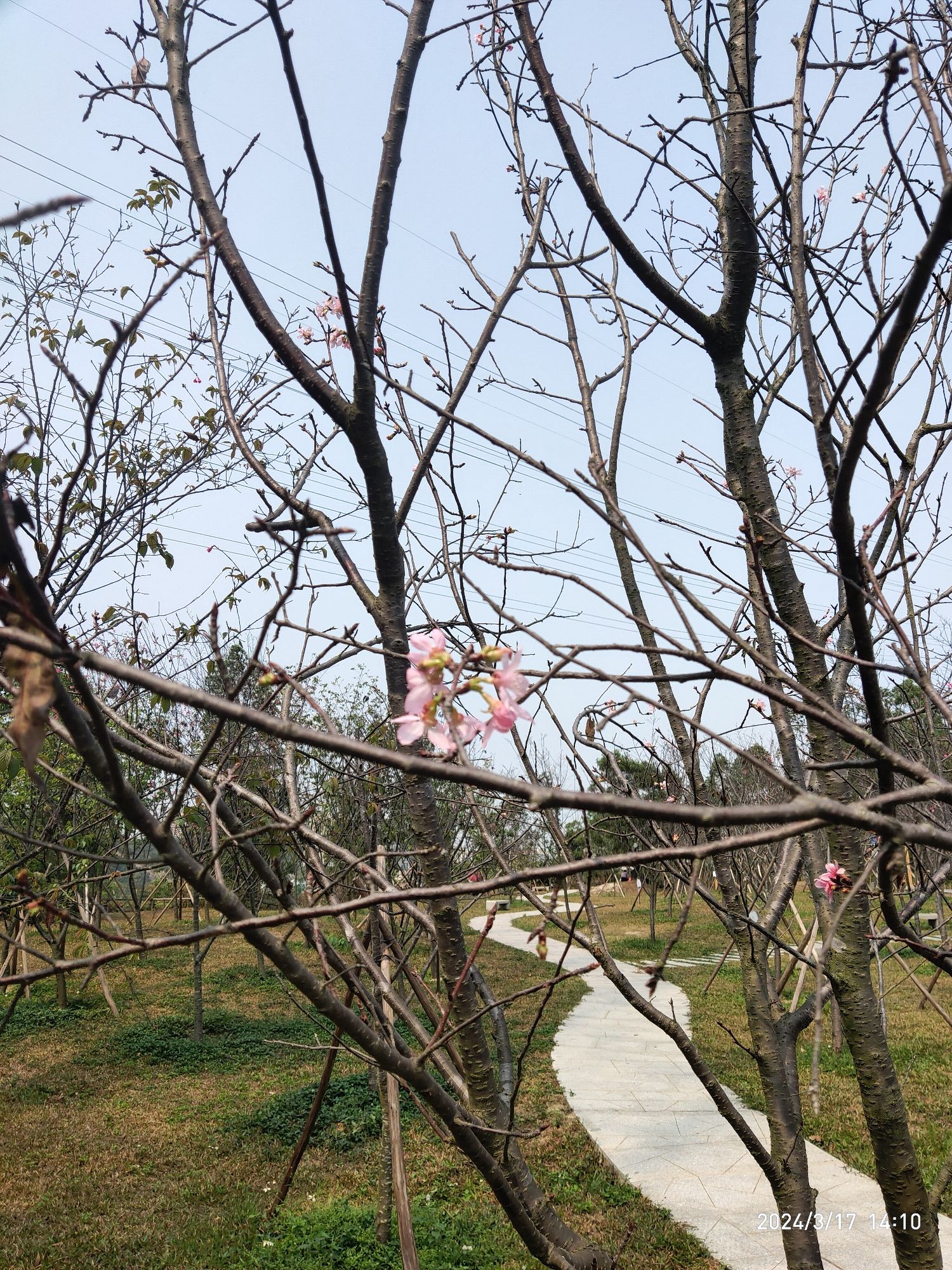 观音山郊野公园旅行图片 2