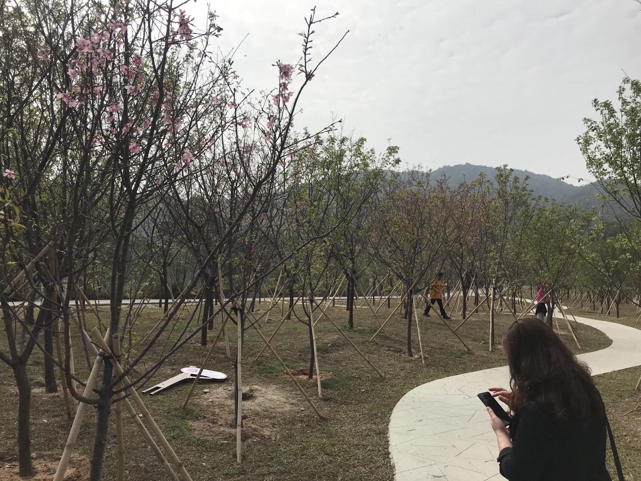 观音山郊野公园旅行图片 3