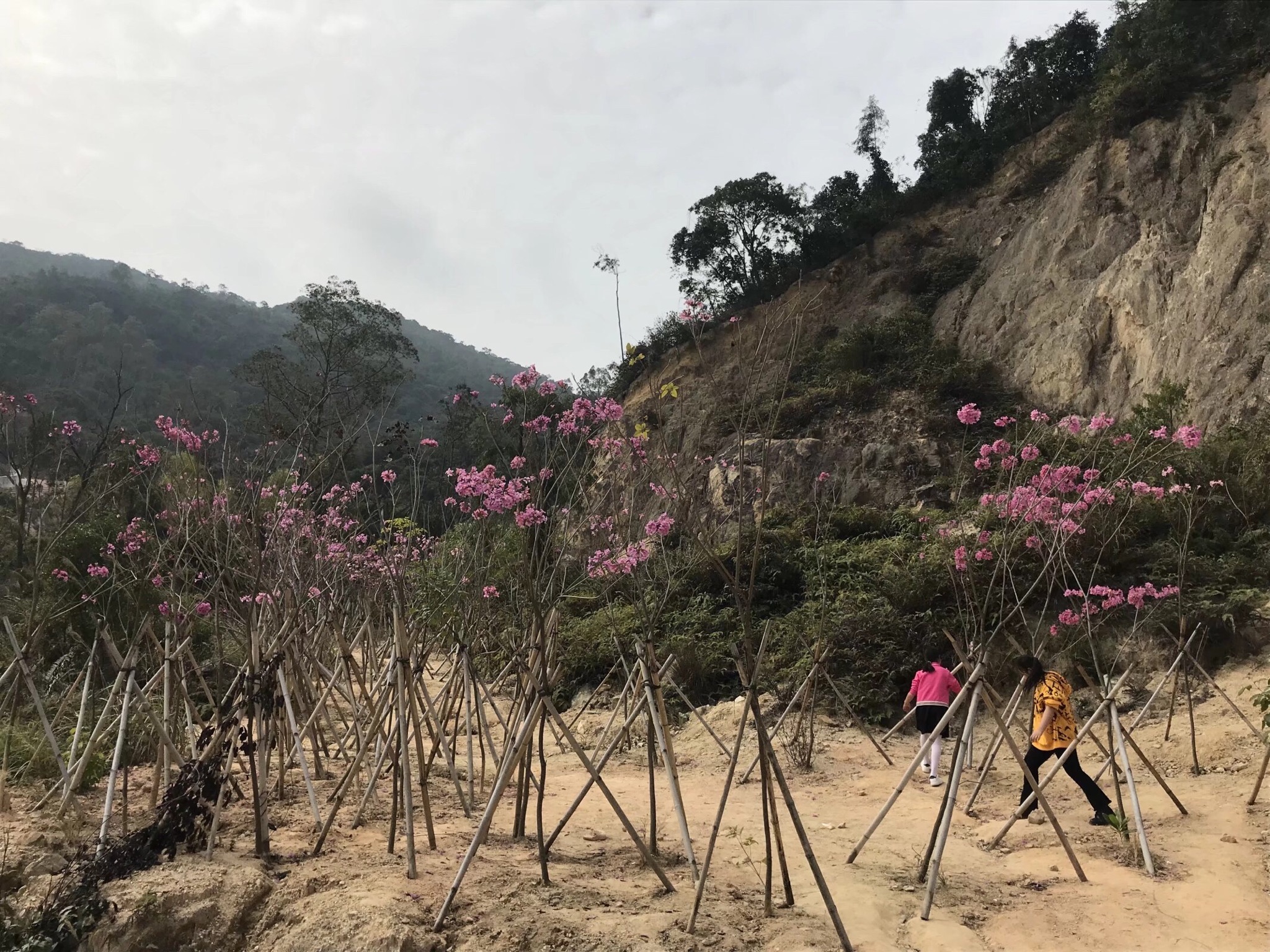 观音山郊野公园旅行图片 2