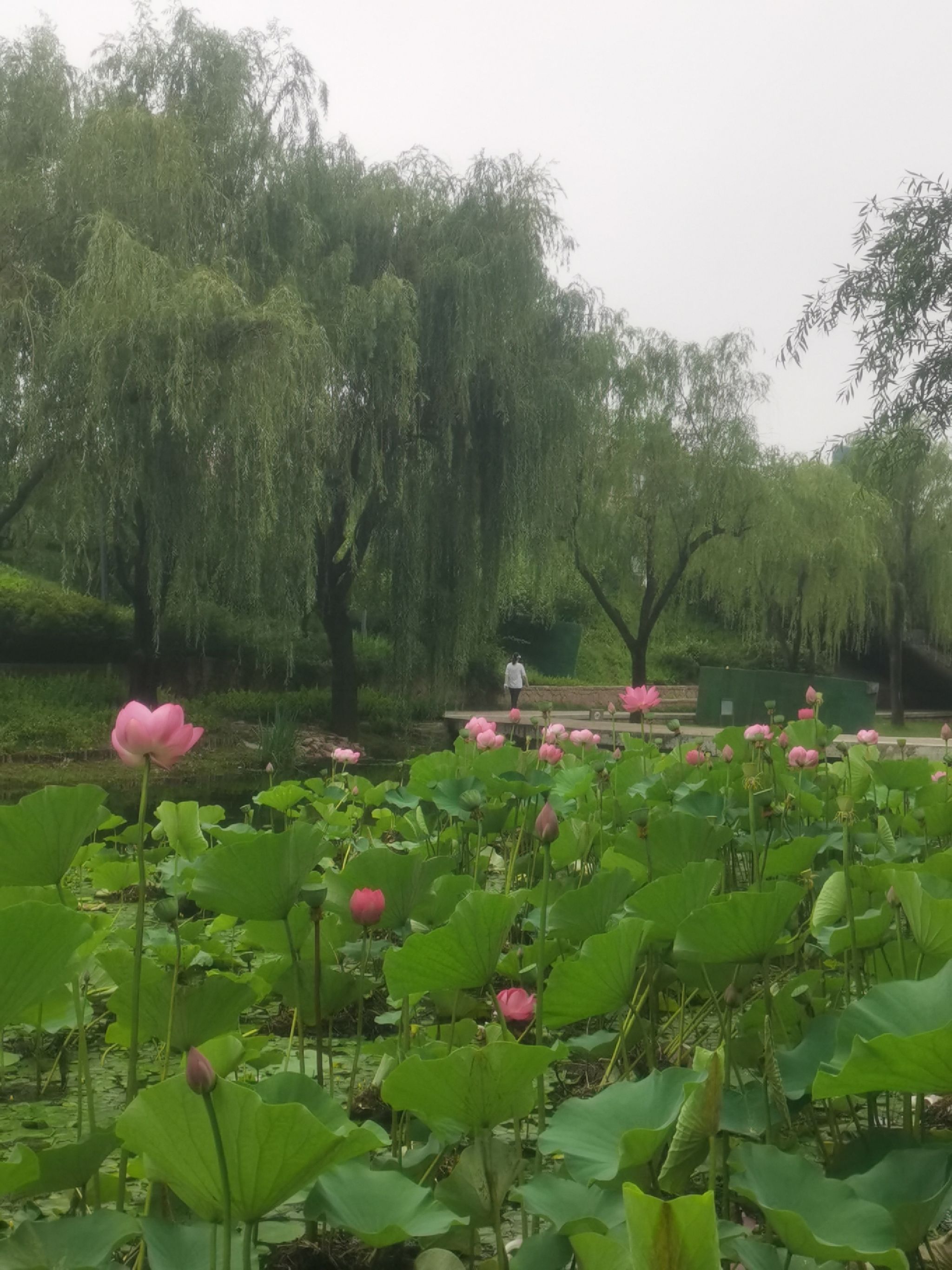 李沧区溪流湿地旅行图片 2