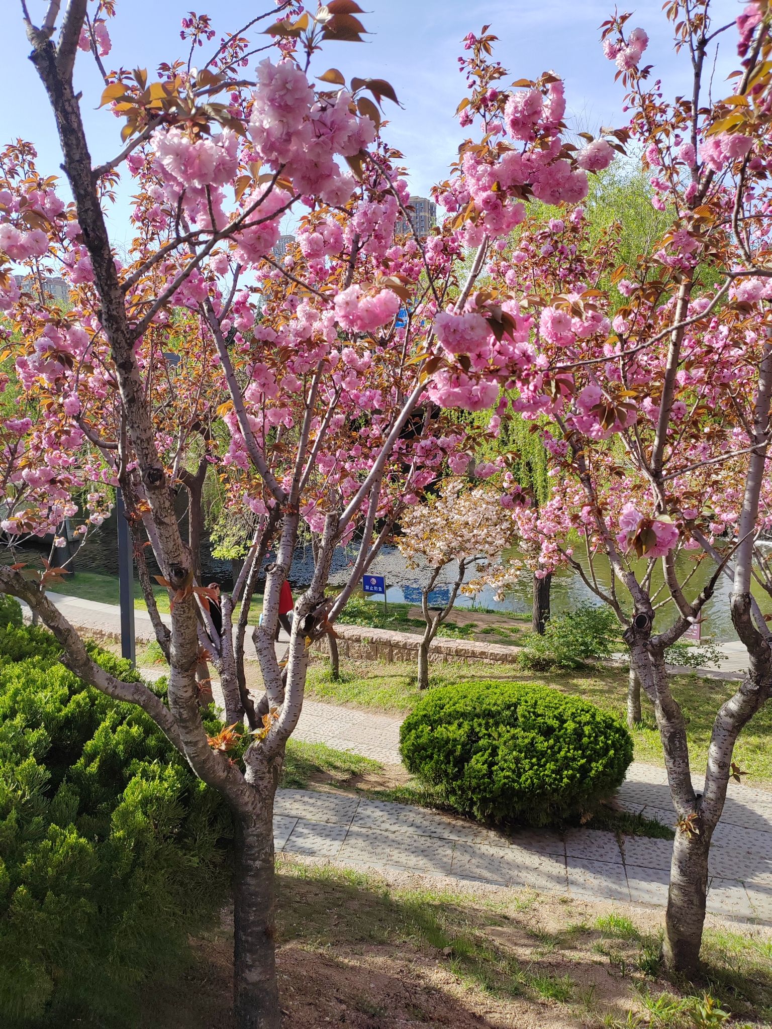 李沧区溪流湿地旅行图片 3