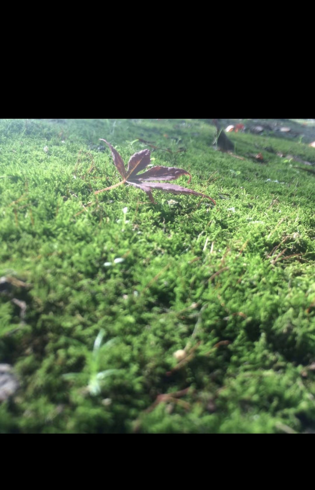 菏泽黄河水利风景区高村黄河历史文化苑旅行图片 1