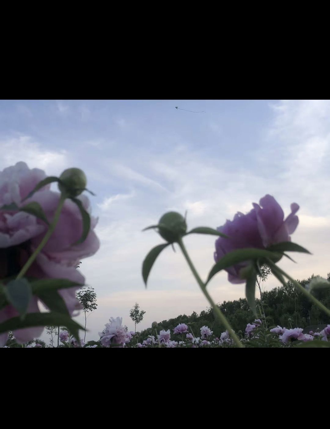 菏泽黄河水利风景区高村黄河历史文化苑旅行图片 3