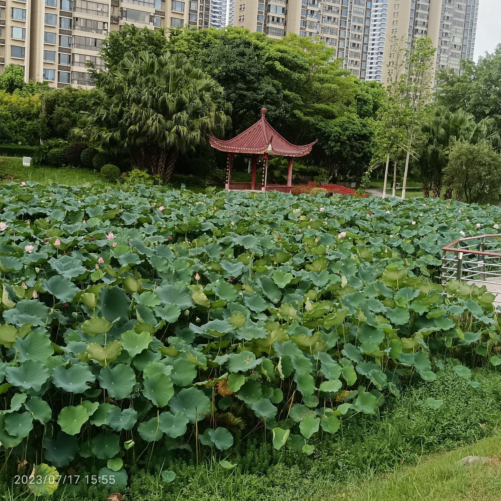 绶溪古渡旅行图片 1