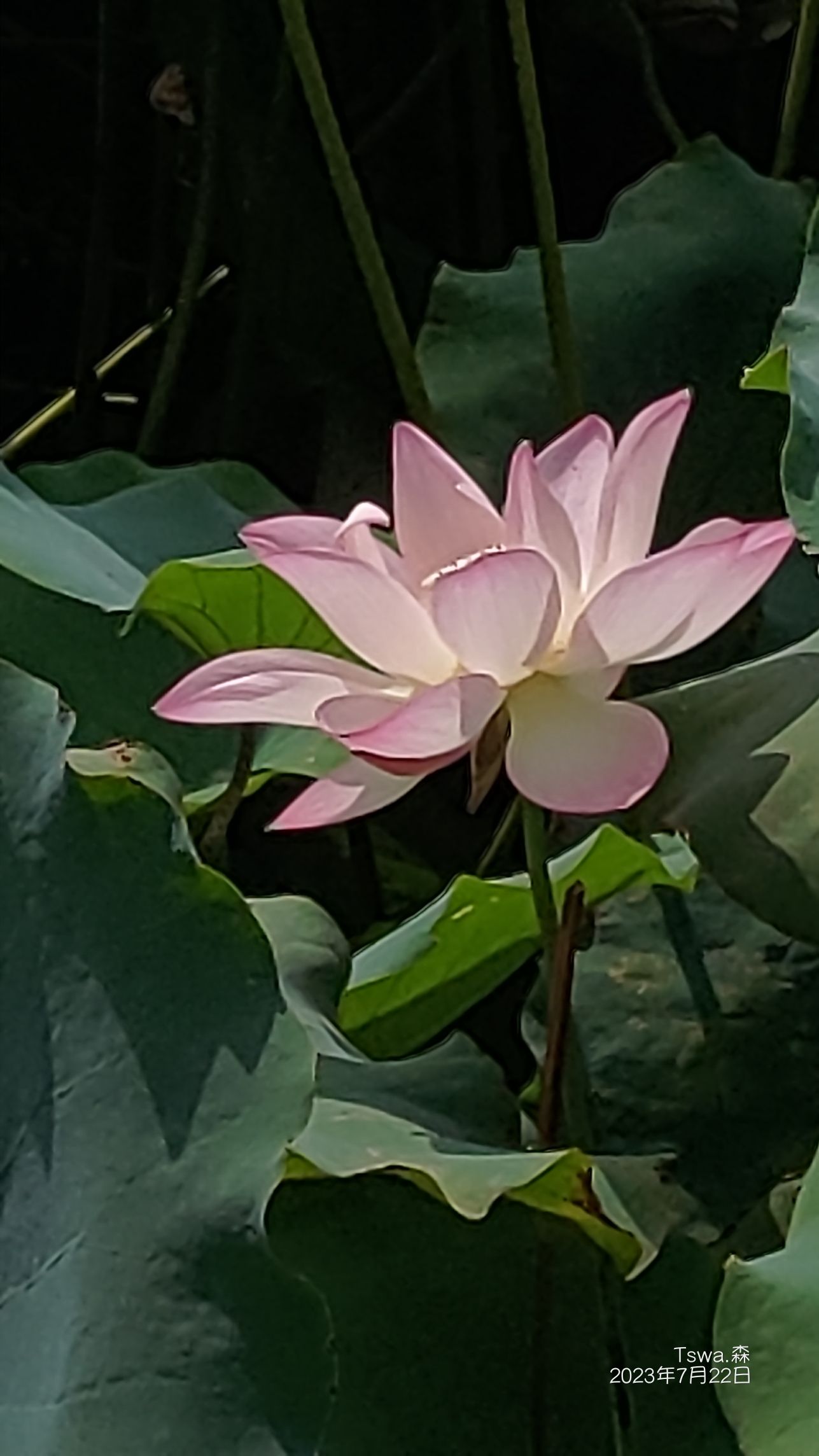 绶溪古渡旅行图片 2