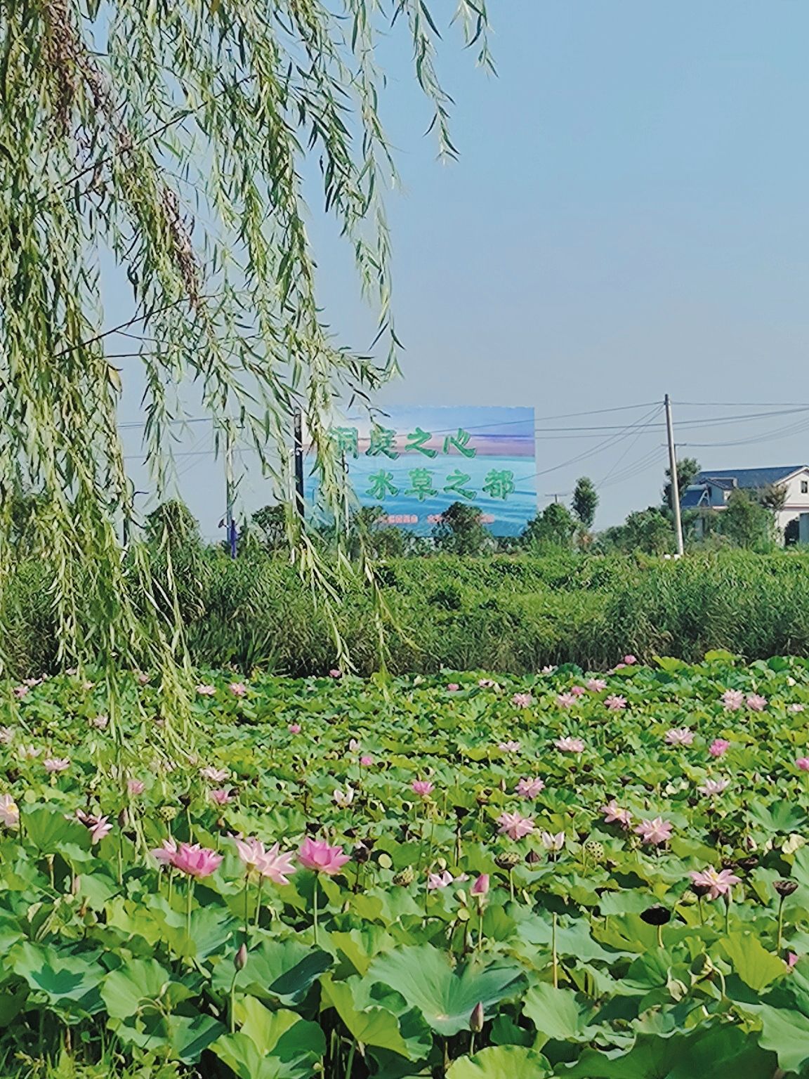 湖南大通湖国家湿地公园旅行图片 3