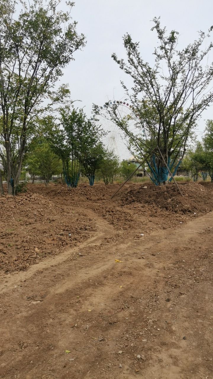 凤凰公园旅行图片 2