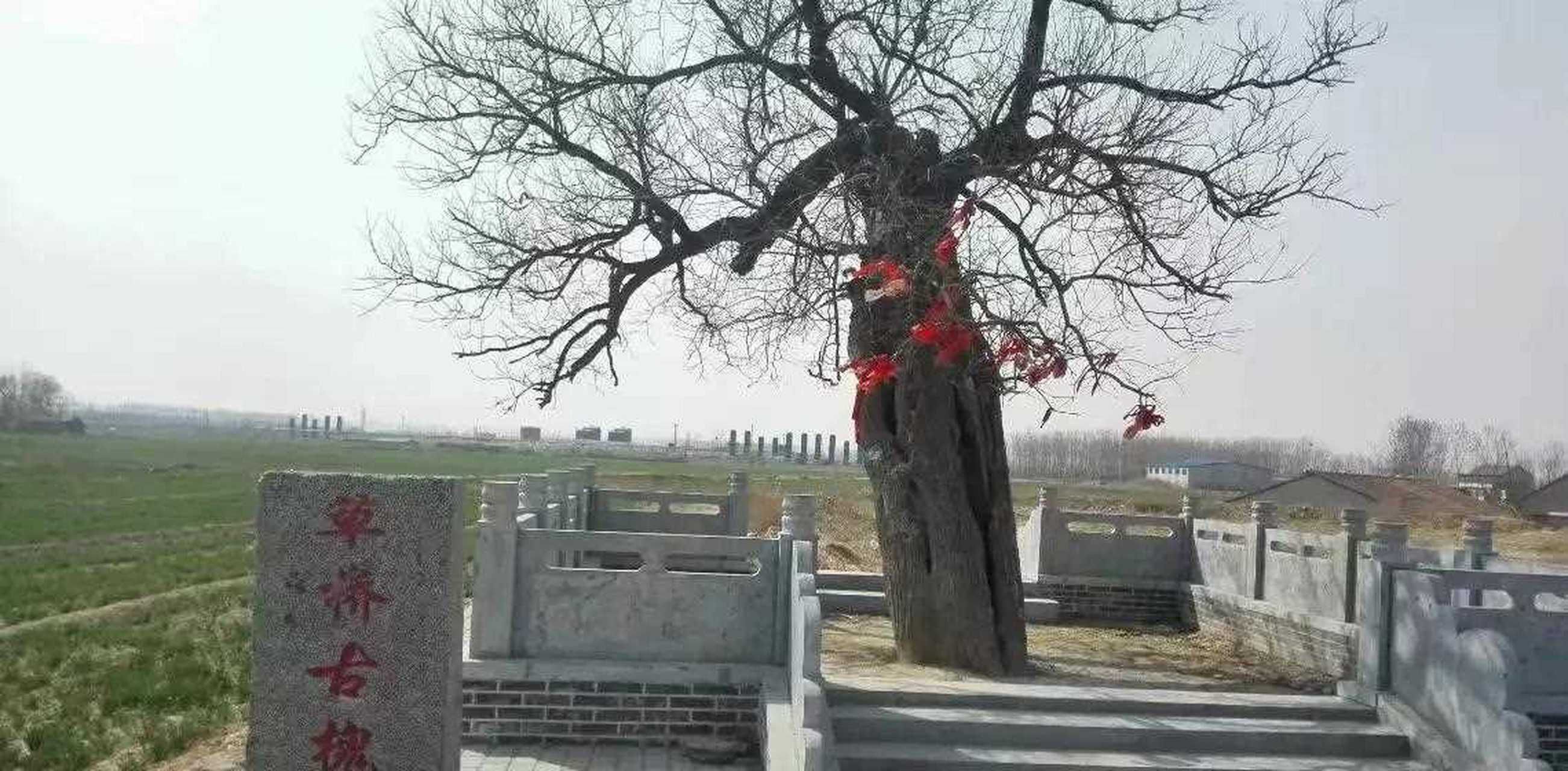 广饶县乐安古城遗址旅行图片 3