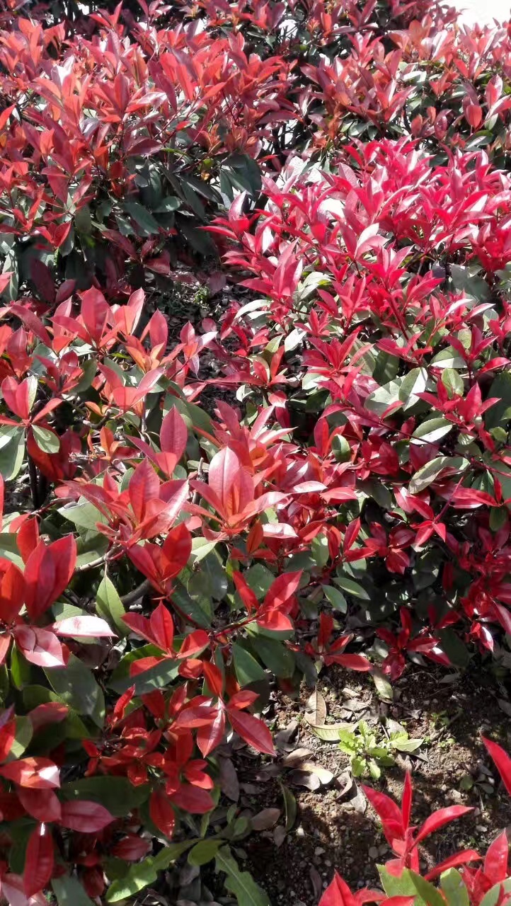 醴陵清水江桃花旅行图片 1