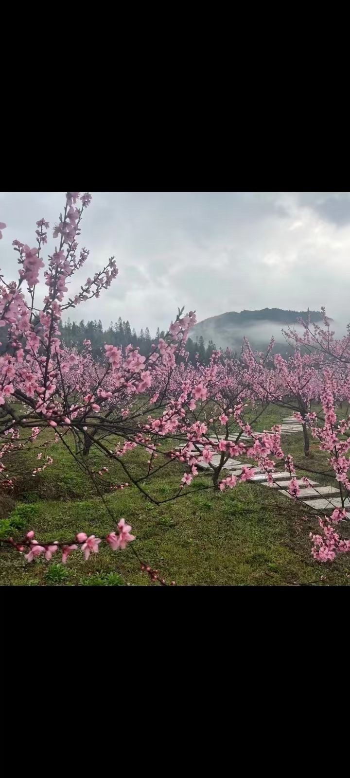 醴陵清水江桃花旅行图片 2