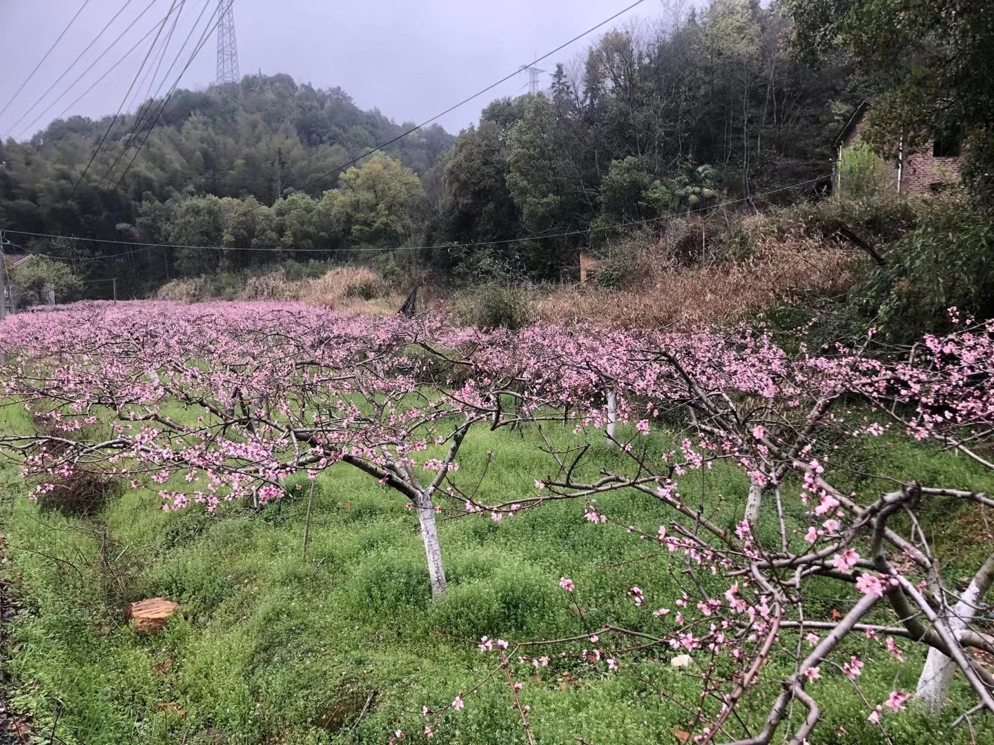 醴陵清水江桃花旅行图片 3