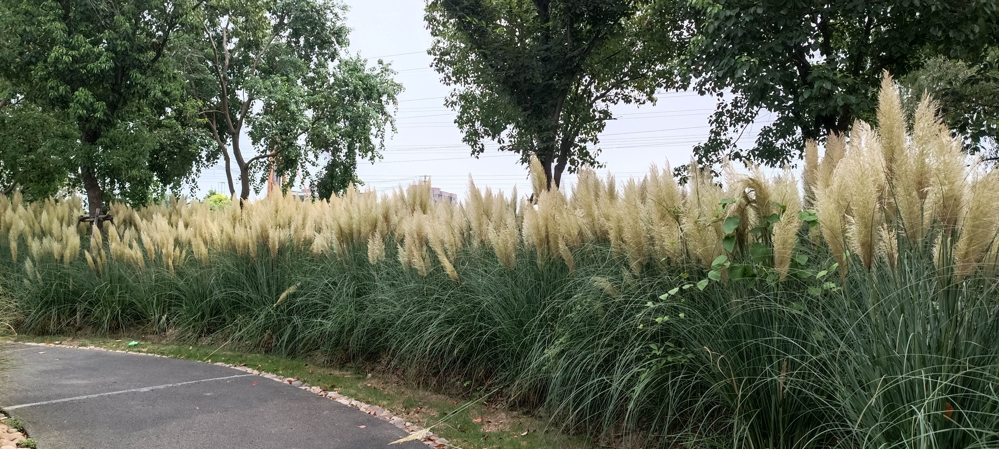 丁连村民公园旅行图片 3