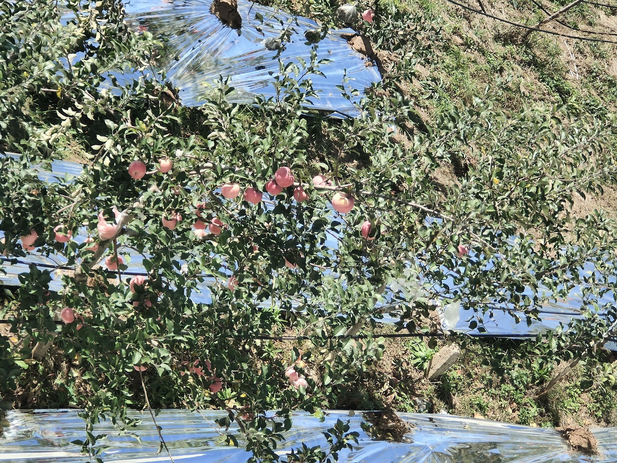 寺河山苹果小镇旅行图片 1