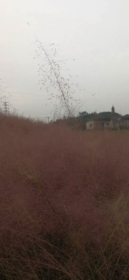 平巷里花海旅行图片 3