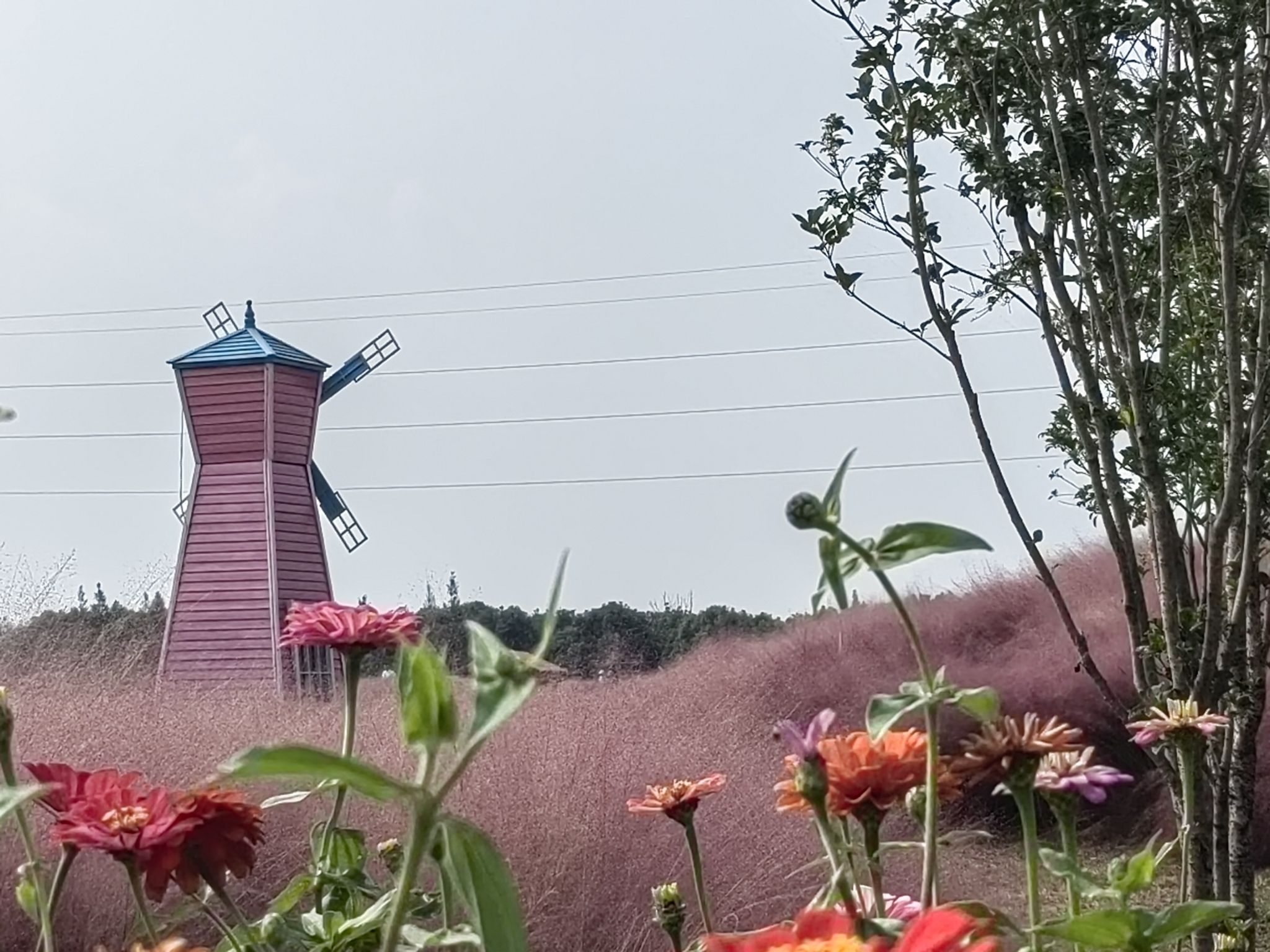 平巷里花海旅行图片 2