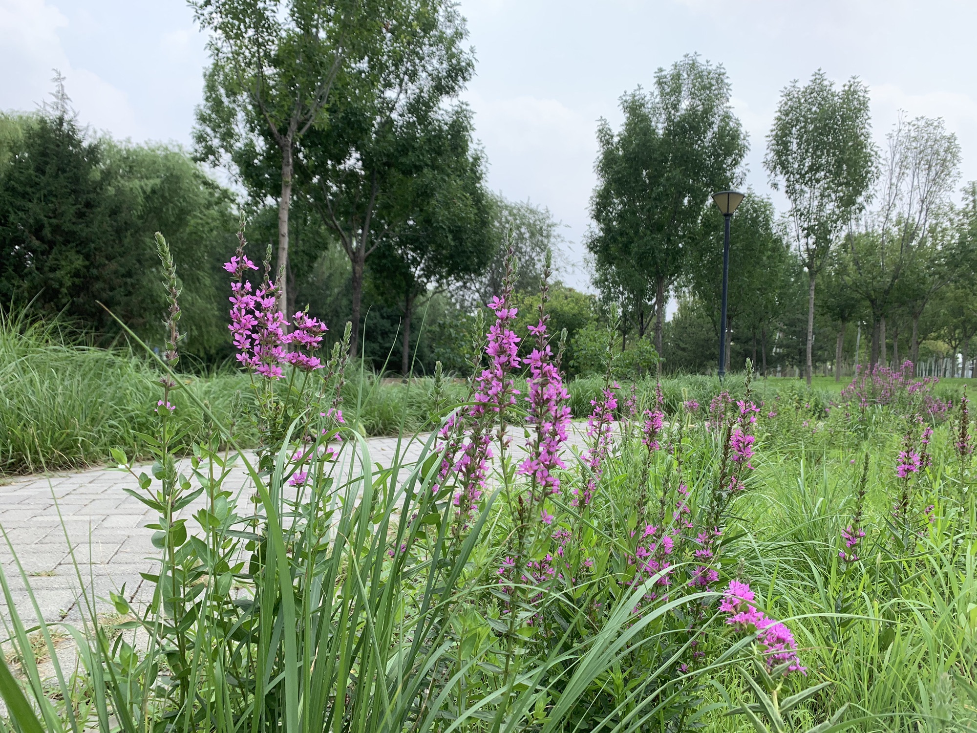 芳林公园