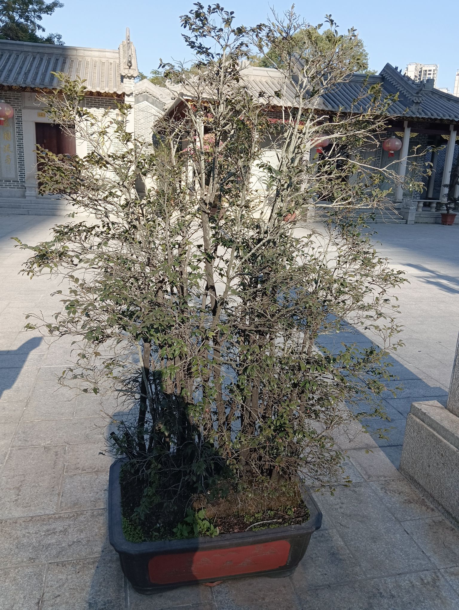塘尾文化广场旅行图片 2