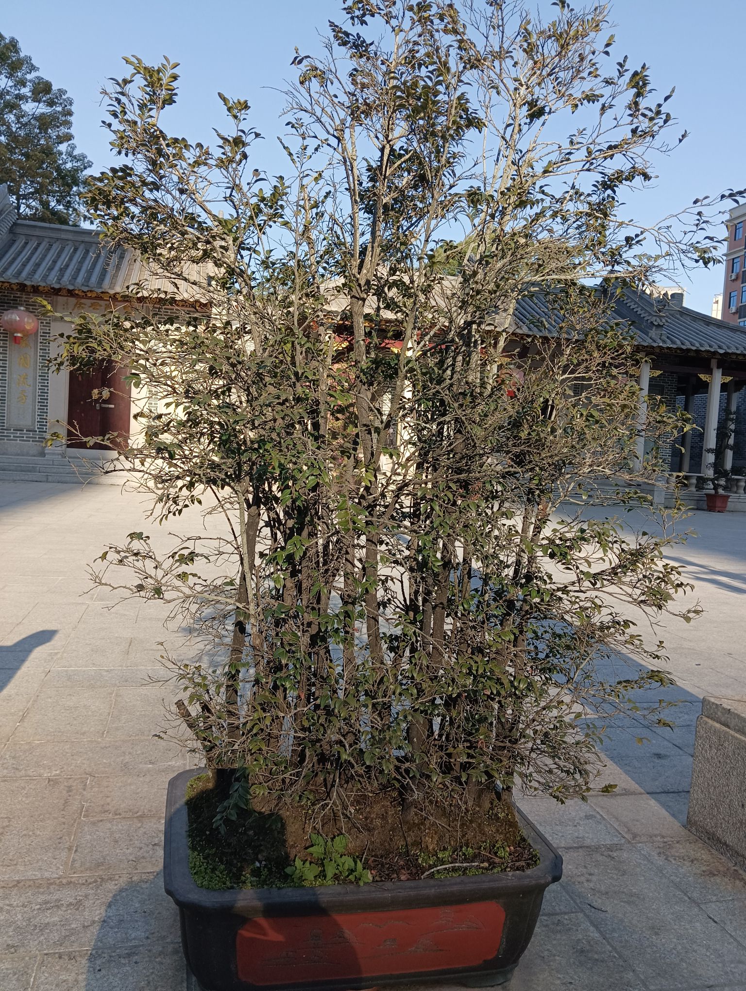 塘尾文化广场旅行图片 1