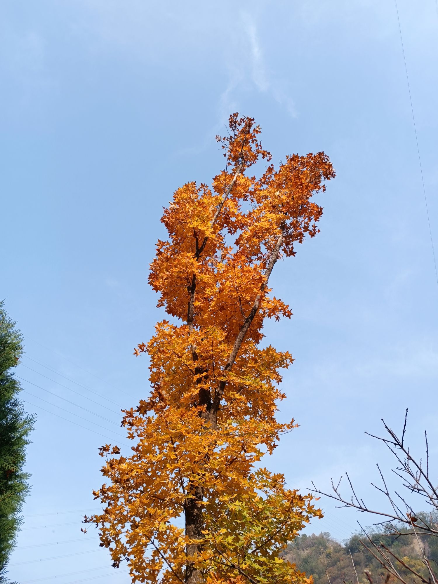 戒台寺郊野公园旅行图片 2