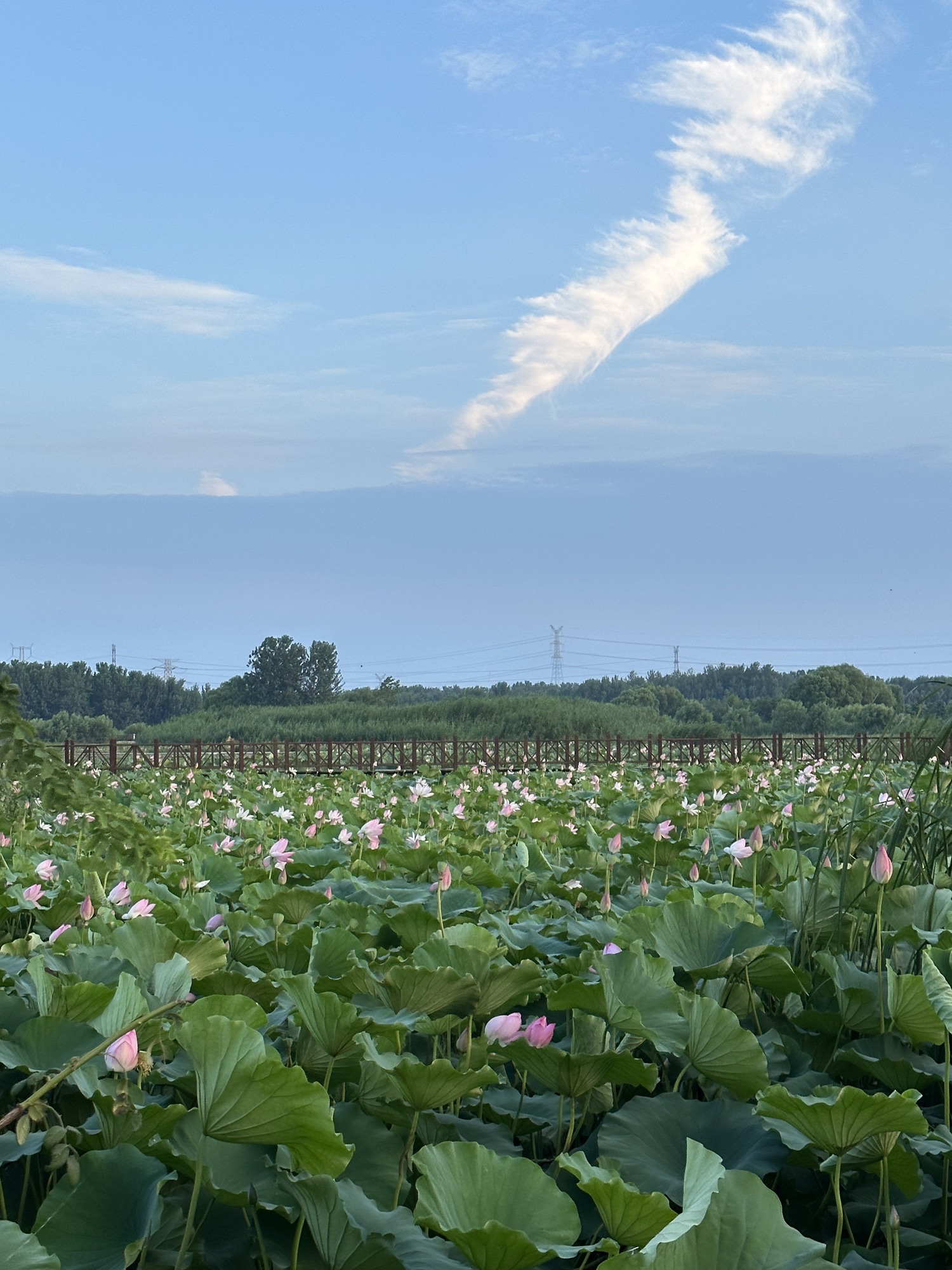 武河湿地荷花池 - 庄坞镇便民圈栖邻生活圈风景名胜服务点实景照片