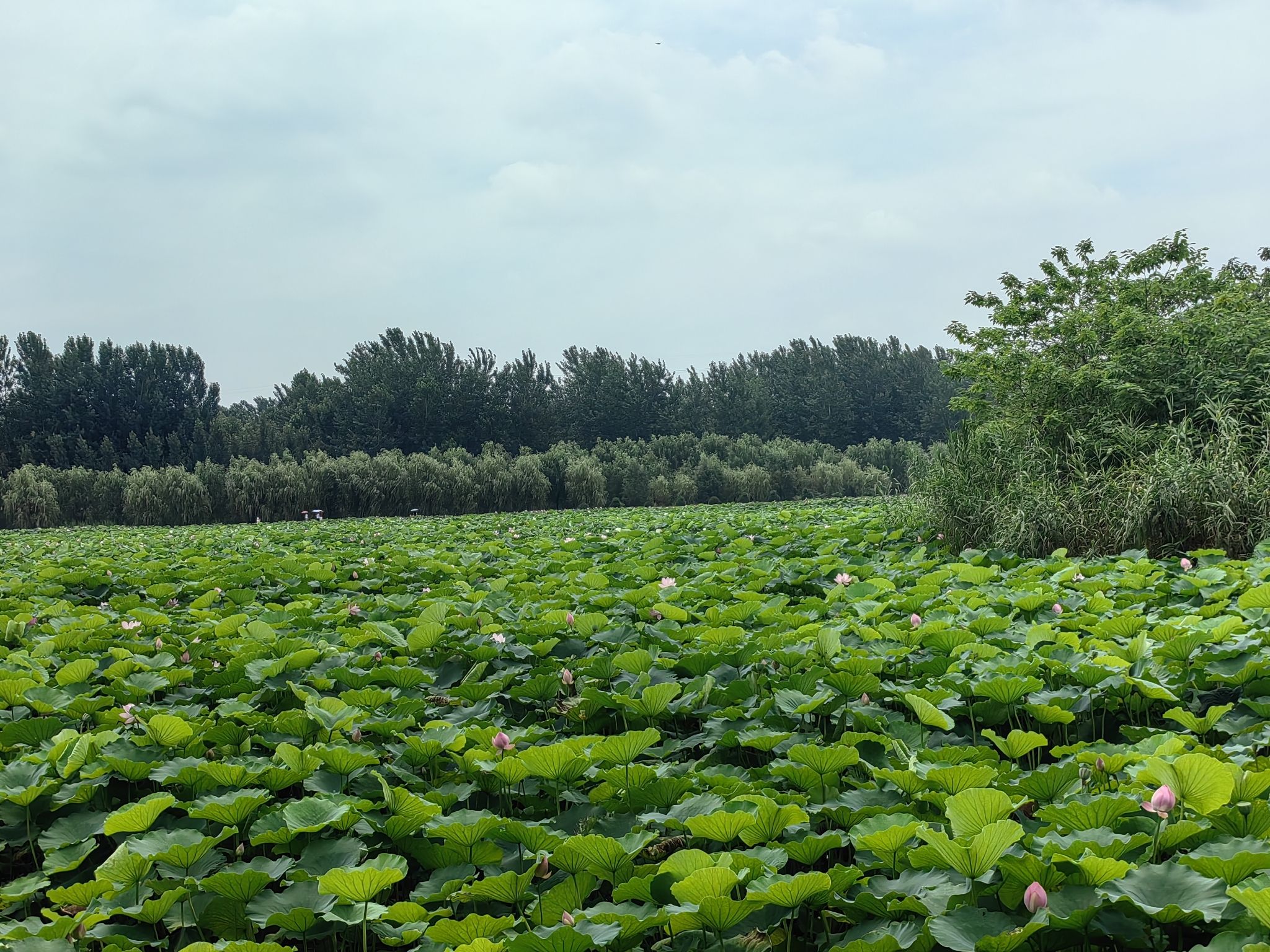 武河湿地荷花池 - 庄坞镇便民圈栖邻生活圈风景名胜服务点实景照片