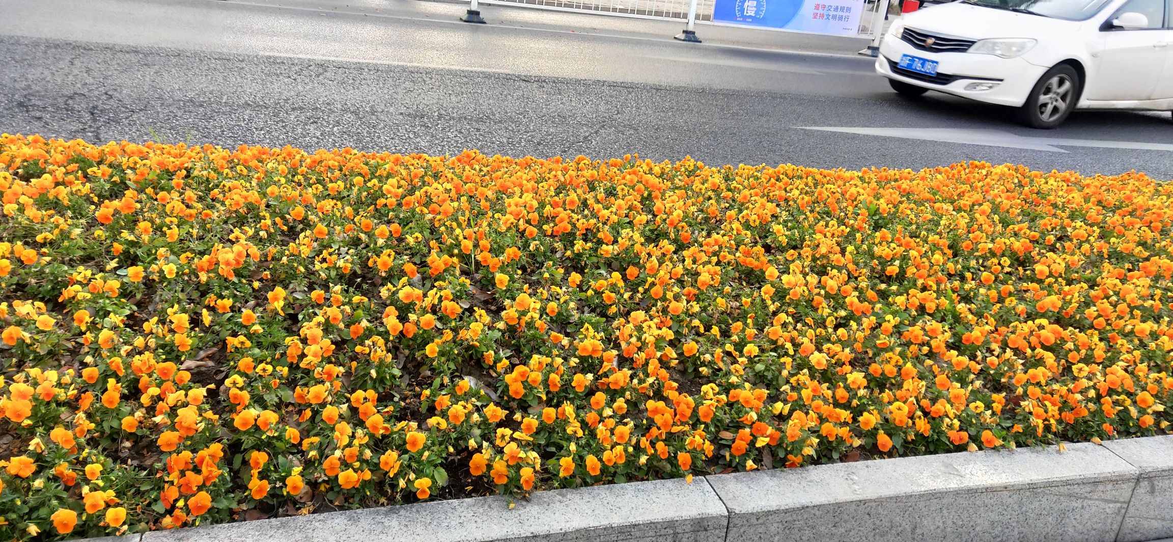 宣汉县双河镇爱情岛花海休闲中心旅行图片 1
