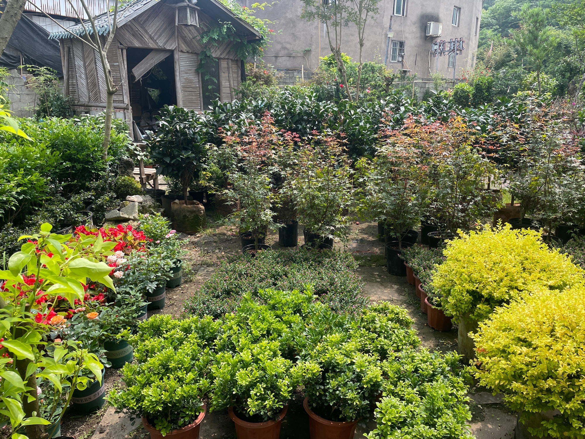 邻水花木园旅行图片 3