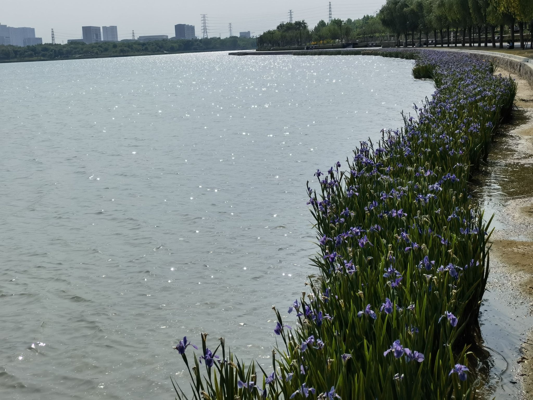 象湖生态文化公园旅行图片 2