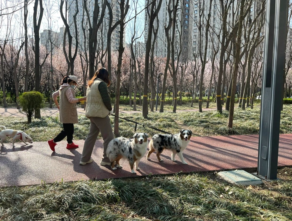 沙墩河公园旅行图片 2