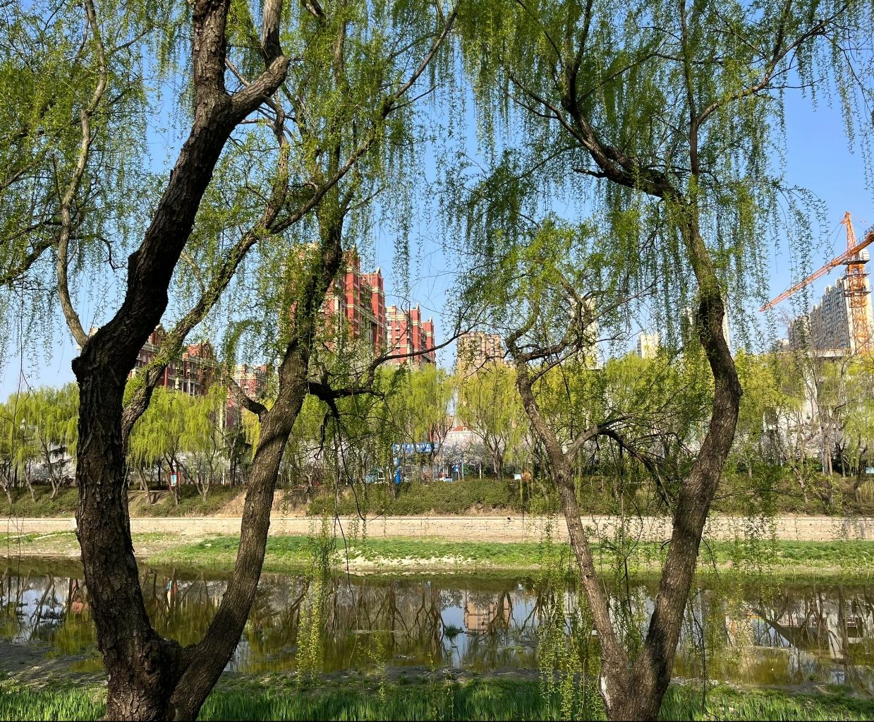沙墩河公园旅行图片 3