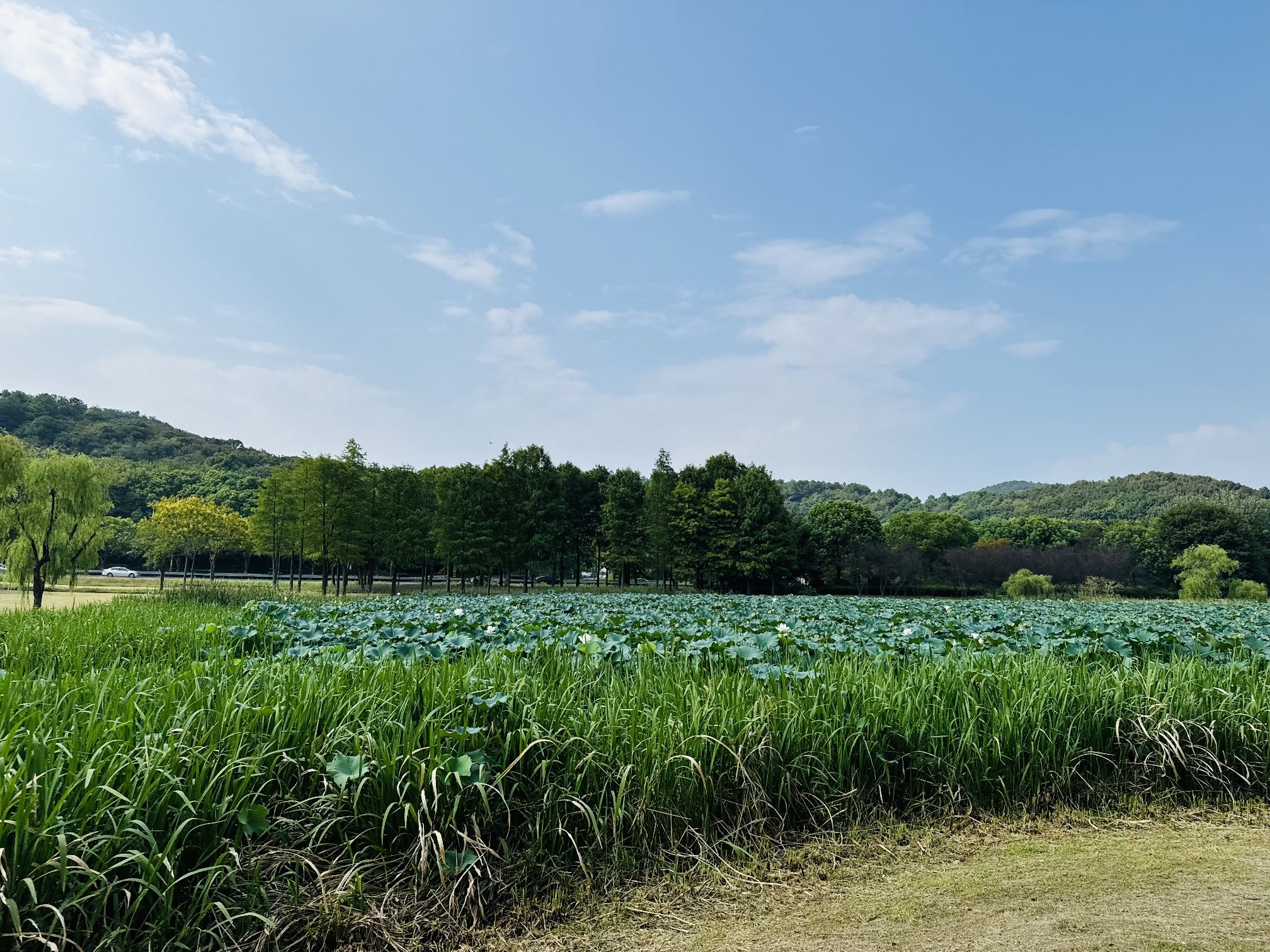 十八湾湿地公园旅行图片 1