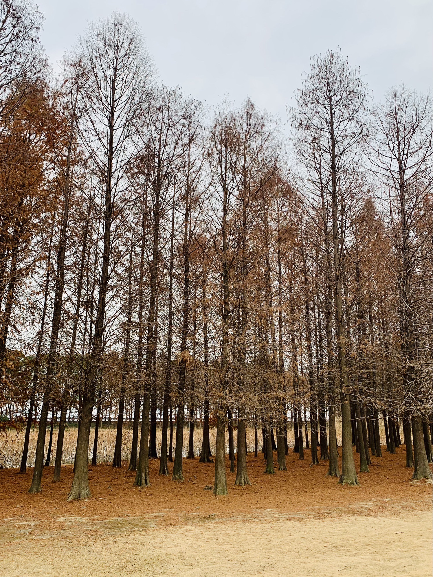 十八湾湿地公园旅行图片 3