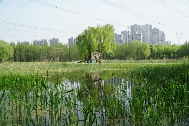 永平湿地公园旅行图片 1