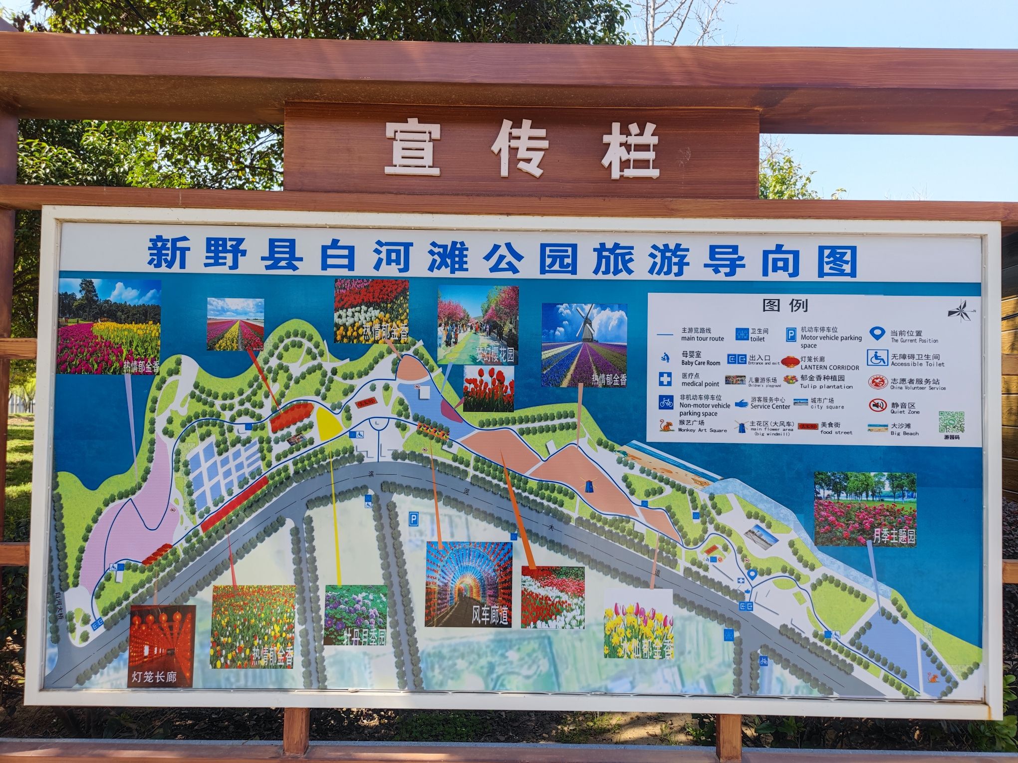 新野县白河滩郁金香公园景点图片