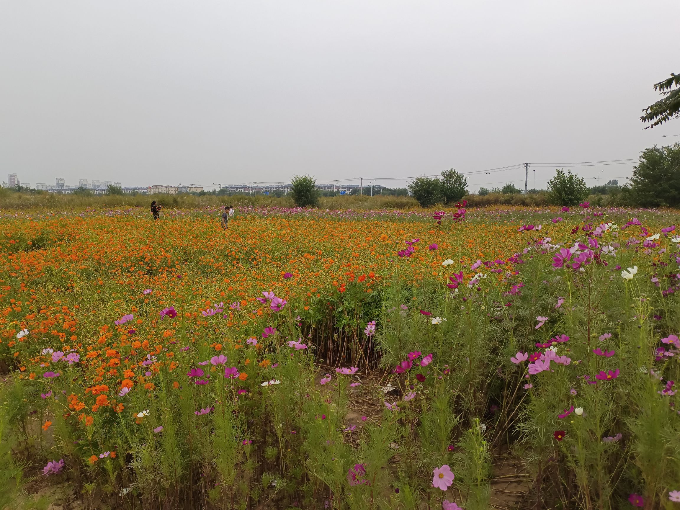 夏各庄滨水生态休闲公园旅行图片 2