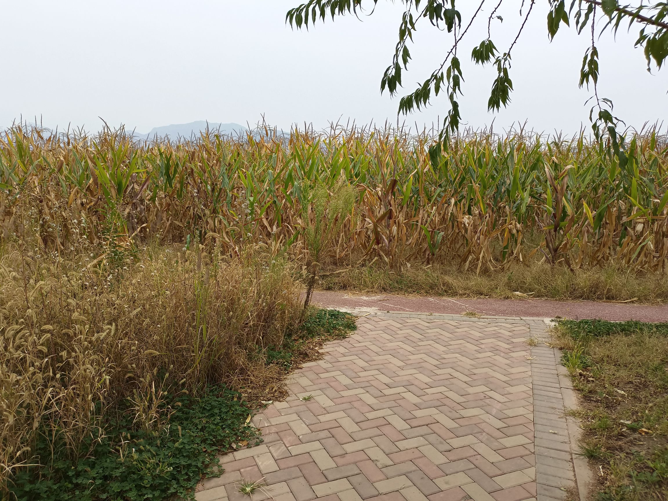 夏各庄滨水生态休闲公园旅行图片 3