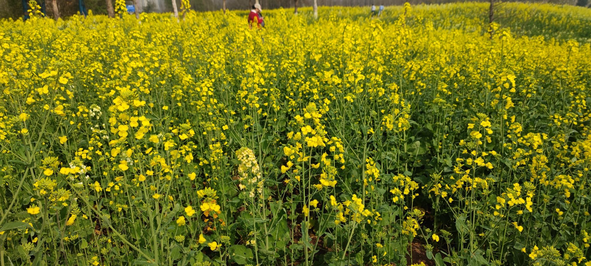复盛油菜花旅行图片 2