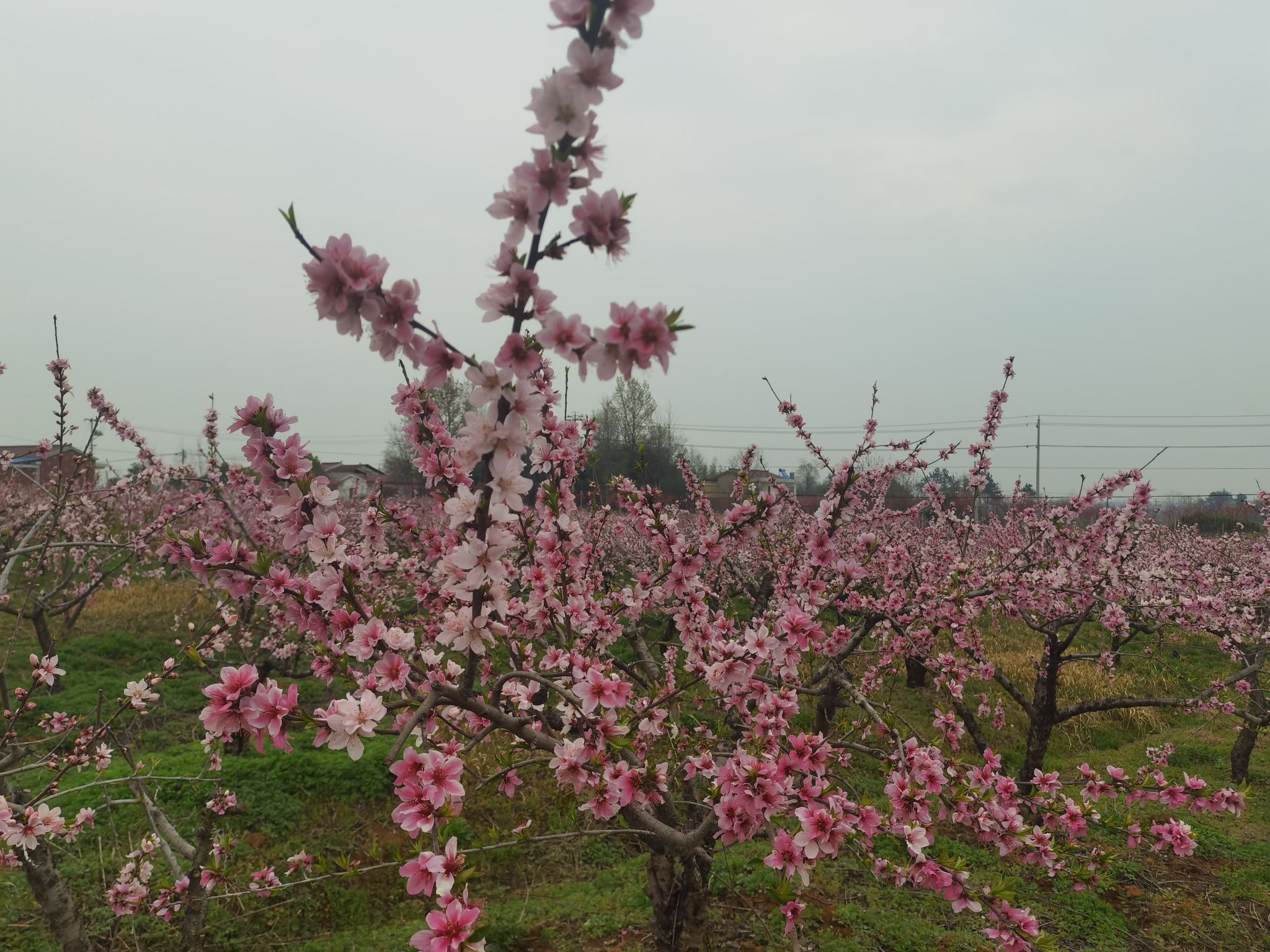 桃花仙谷旅行图片 1