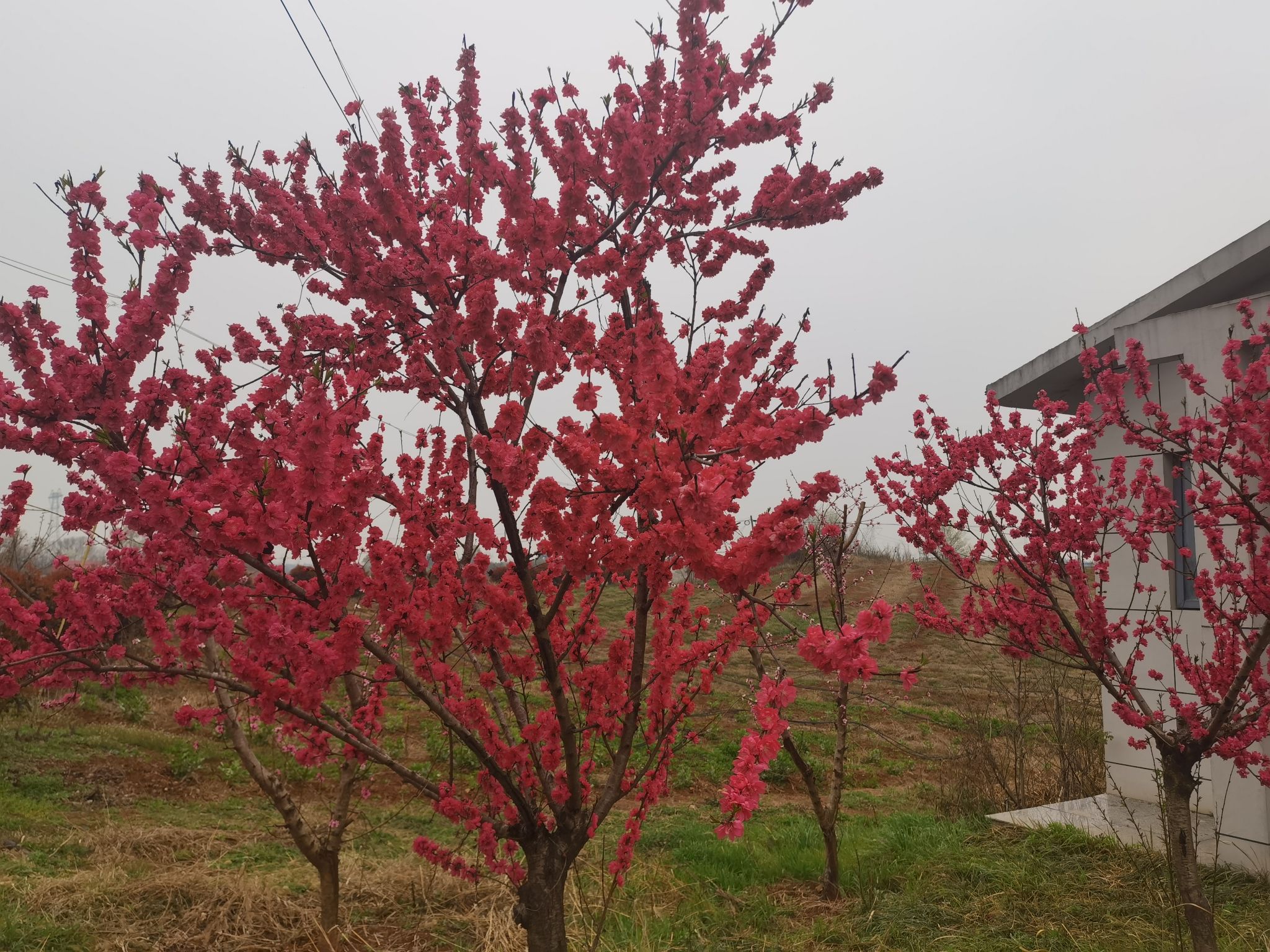 桃花仙谷旅行图片 2