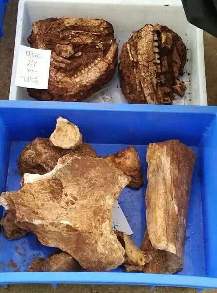 华龙洞遗址旅行图片 2