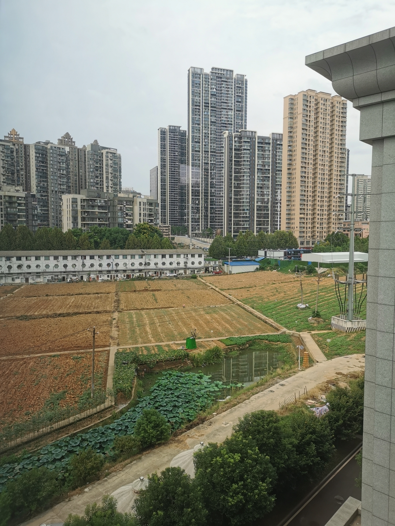洪山菜薹公园旅行图片 1