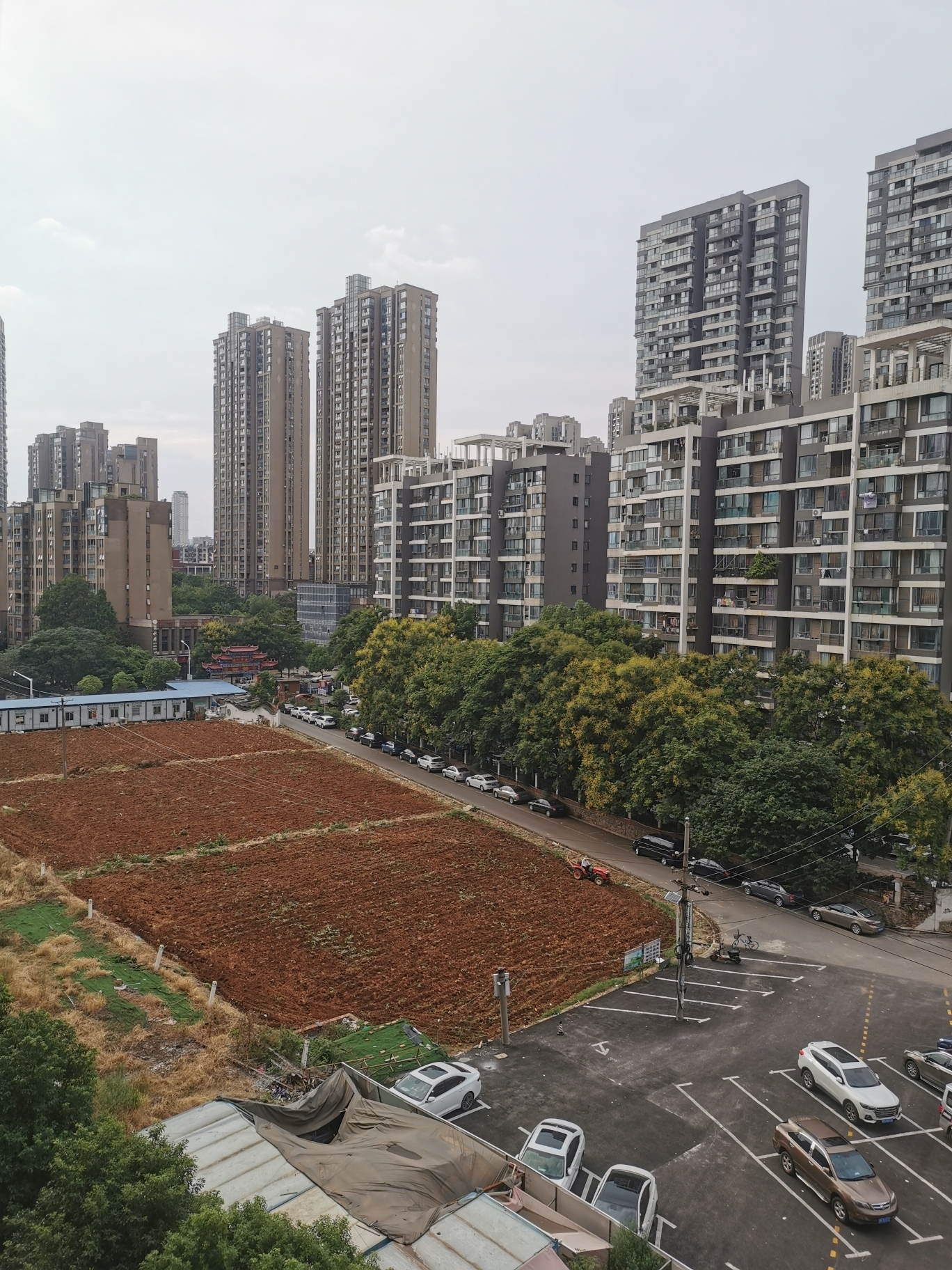 洪山菜薹公园旅行图片 2